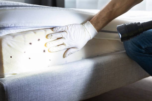 Best Affordable Pest Control Services  in Piqua, OH